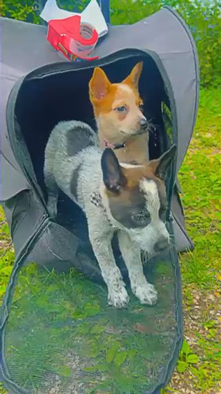 Blue Heeler Puppies in Birmingham, Alabama