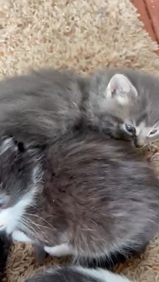 Bi Color Tabby’s in Seattle, Washington