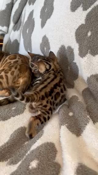 Pure Bread Bengals in Seattle, Washington