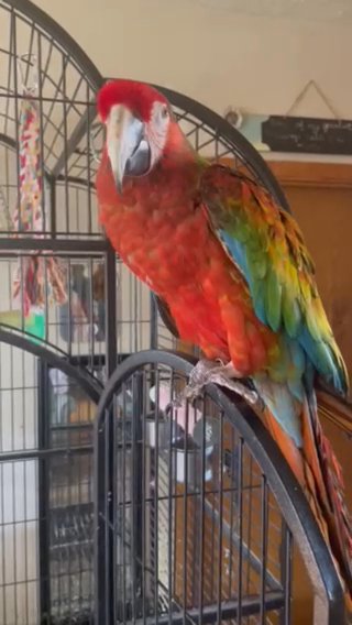 Scarlet Macaw Parrot For Sale in Omaha, Nebraska