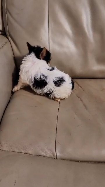 AKC female Parti Yorkie chocolate carrier in Martinsville, Virginia