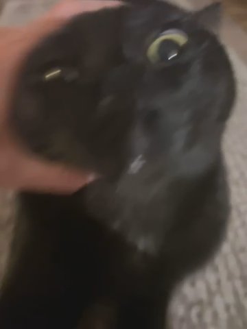 Black Cat in Wylie, Texas