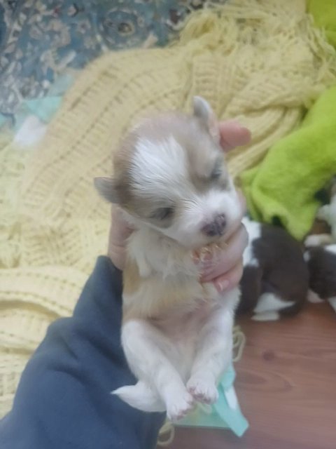 Cream Havanese male in Anniston, Alabama