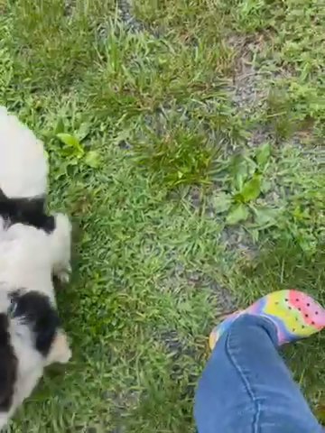 Pekingese in Greensboro, North Carolina