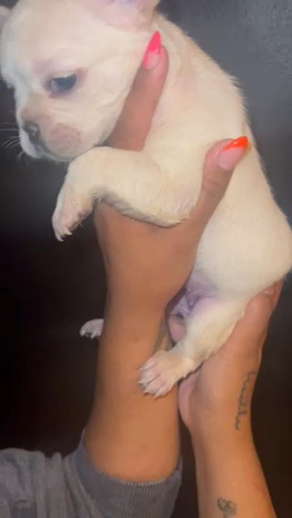 French Bulldog in Pennsauken, New Jersey
