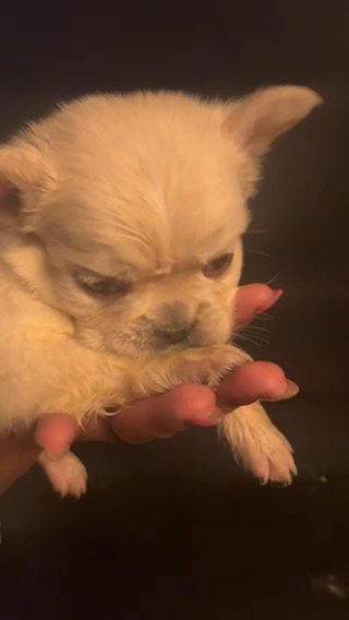 French Bulldog in Pennsauken, New Jersey