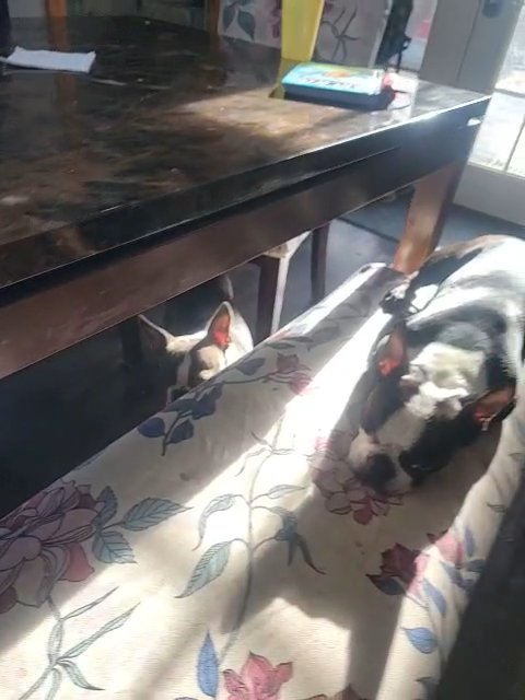 AKC Certified Boston Terrier Pups in Morgantown, West Virginia