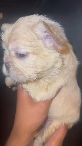 French Bulldog in Pennsauken, New Jersey