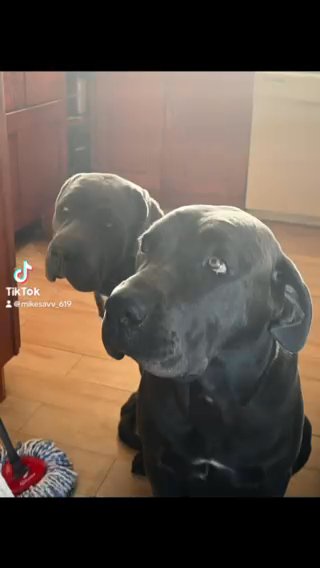 Cane Corso Puppies 3 Months Old in San Diego, California