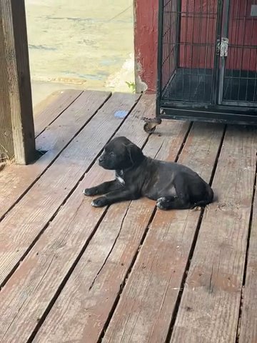 Cane Corso Mastiff Pup Female in San Diego, California