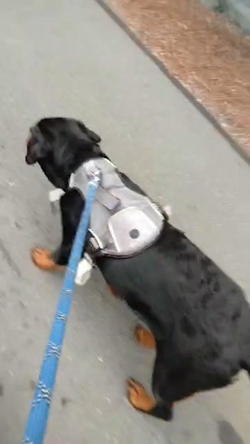 7 months....German Rottweiler in Santa Rosa, California