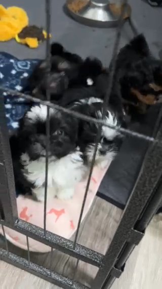 Akc Black And Tan Shih Tzu in Belton, Texas