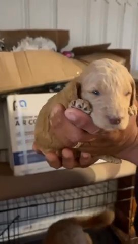 Baby Goldendoole in Avon, Ohio