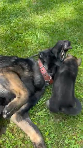 German Shepherd Puppies in Crown Point, Indiana