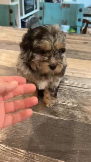 F1 Black And Tan merle shihpoo in Belton, Texas