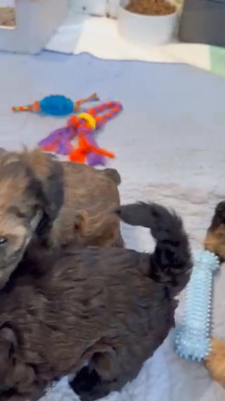 ESA Lined Mini Schnoodles in Temple, Texas