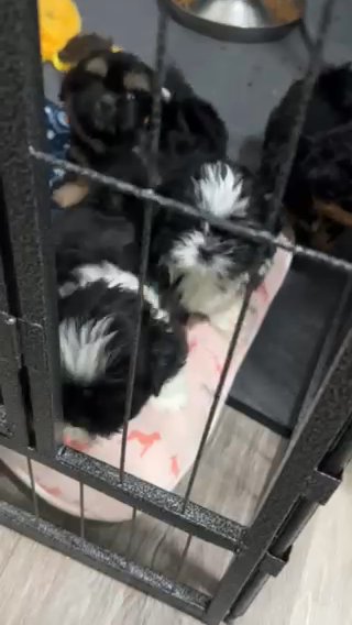 Akc Black And White Dobie in Belton, Texas