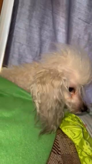 Male Toy Poodle in Tyler, Texas