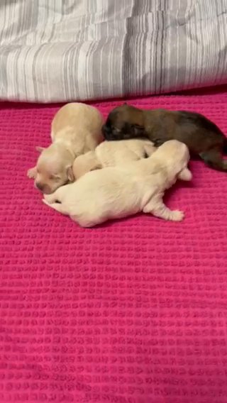 ChiPoo Puppies in Tyler, Texas