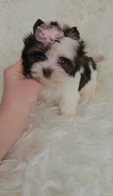 Tiny Demi in Chicago, Illinois