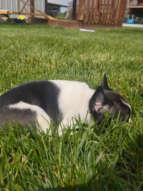 Finn (Frenchton) in Goshen, Indiana