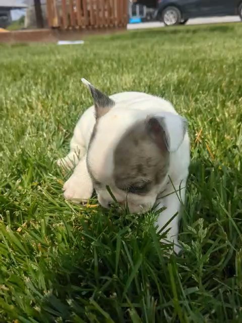 Felix (Frenchton) in Goshen, Indiana