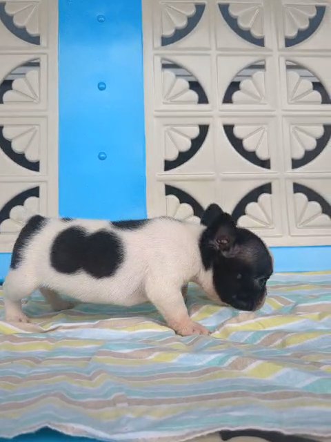 Fitz (Frenchton) in Goshen, Indiana