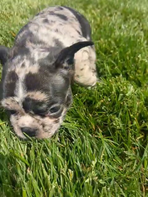 Felicity (Frenchton) in Goshen, Indiana