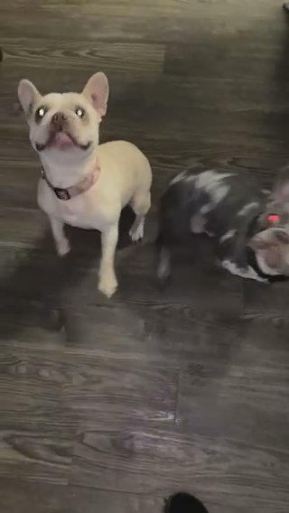 French Bulldog in San Marcos, Texas