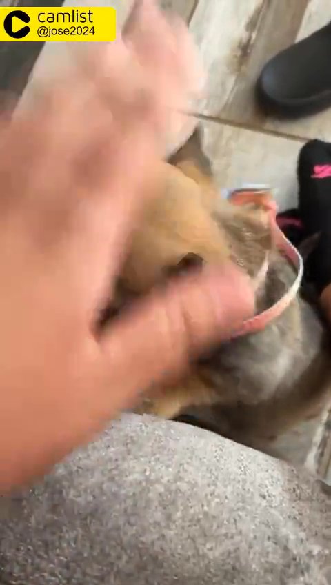 Cute Little Female Pug in Odessa, Texas