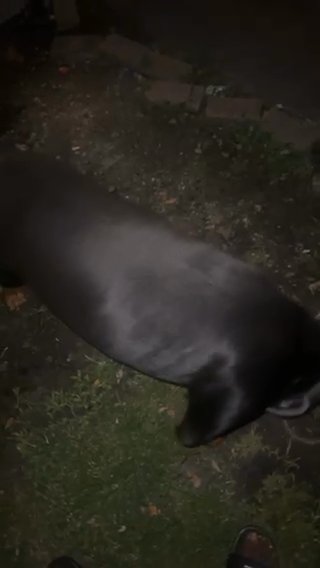Rottweiler For Sale in Pembroke Pines, Florida