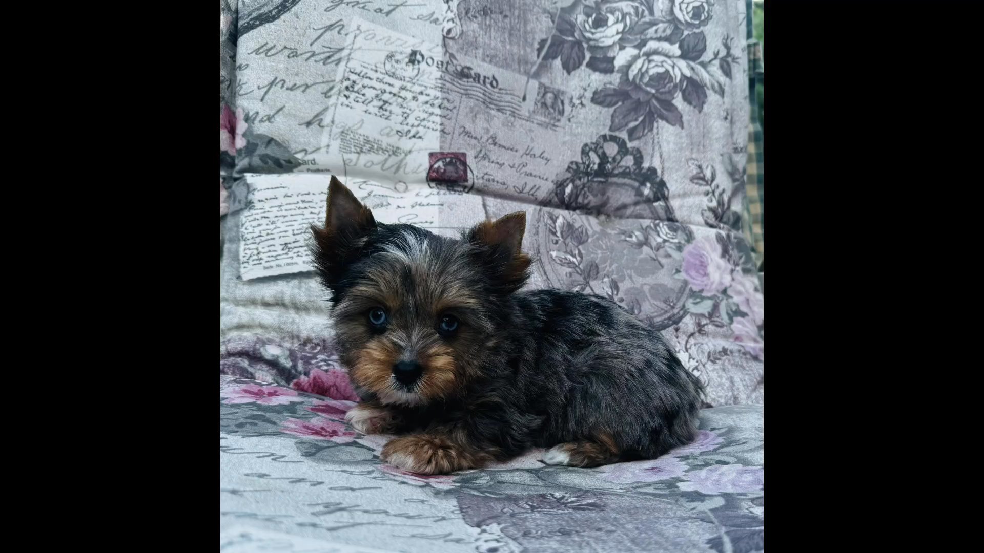 Merlin in Chicago, Illinois