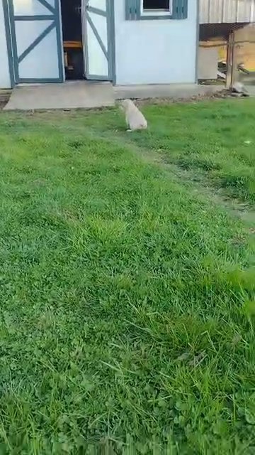 AKC Golden Retriever Puppies in York, Pennsylvania