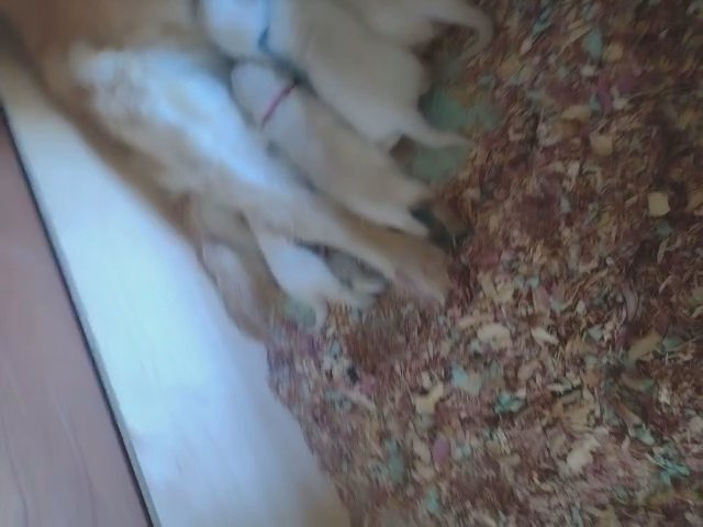 Golden Retriever Puppies in York, Pennsylvania