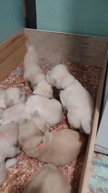 Golden Retriever Puppies! in York, Pennsylvania