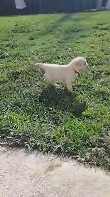 AKC Golden Retriever Puppy 5 weeks old in York, Pennsylvania