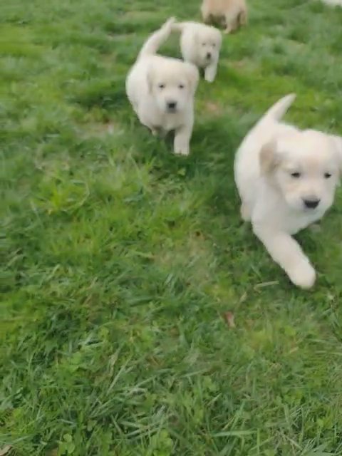 AKC Golden Retriever 5 weeks old in York, Pennsylvania
