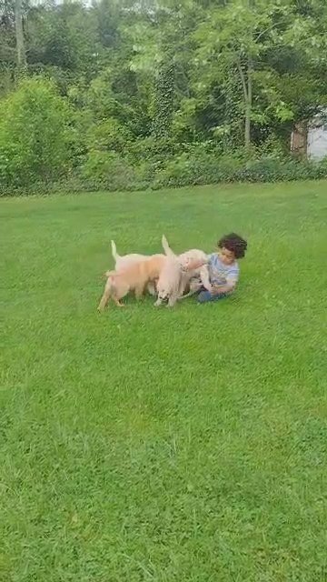 AKC Golden Retriever Puppies in York, Pennsylvania