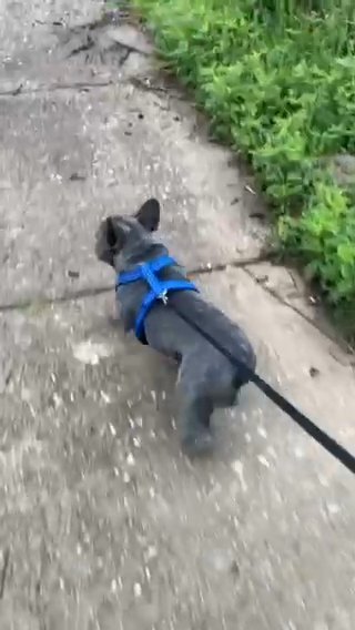 Male French Bulldog in Dallas, Texas