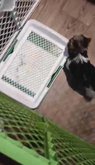 ckc parti yorkie male in Aiken, South Carolina