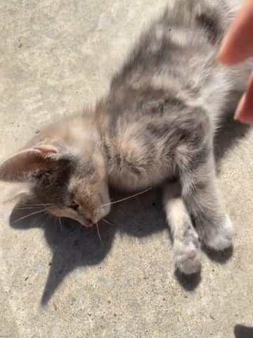 BABY KITTEN FOR SALE in Wylie, Texas