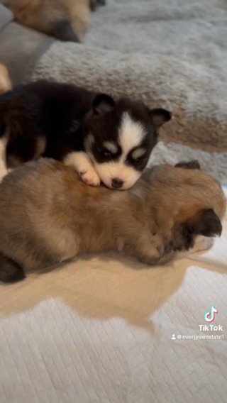 Pomsky in Vancouver, Washington