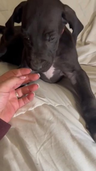 Great Dane Male in Vineland, New Jersey