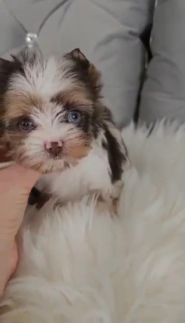 Tiny Dakota l in Chicago, Illinois
