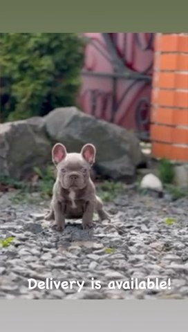 Bunny Isabella French Bulldog Puppy / Frenchie Puppies in Renton, Washington