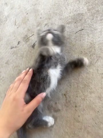 KITTEN FOR SALE in Wylie, Texas