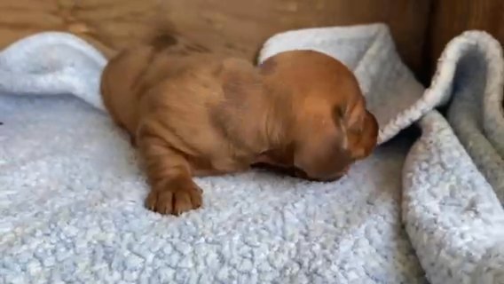 Poppy Akc Mini Dachshund in Wooster, Ohio