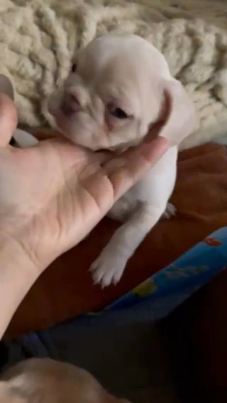 French Bulldog Puppies in The Bronx, New York