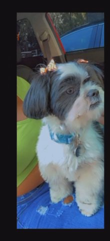 Shih Tzu in Atlanta, Georgia