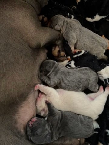 French Bulldogs in Fontana, California